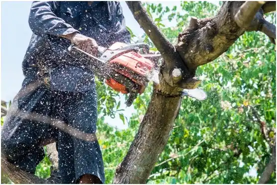 tree services Denver